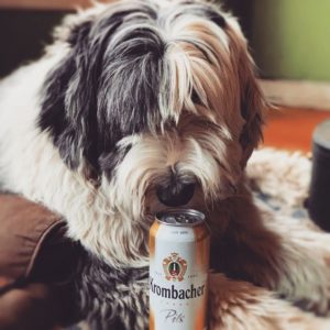 SHeepdog Drinkin DIv