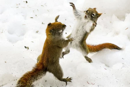 squirrels fighting 1